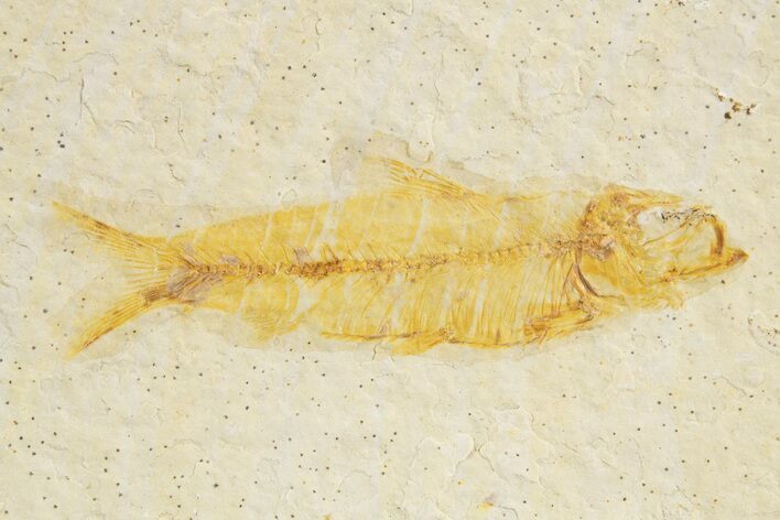 Bargain, Fossil Fish (Knightia) - Wyoming #320191
